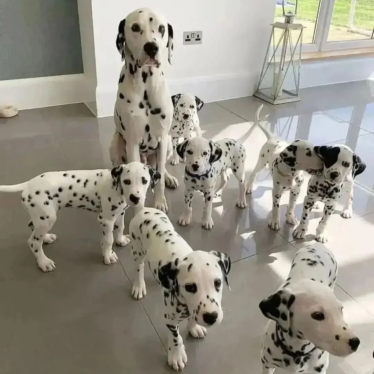 4 adorables chiots dalmatiens