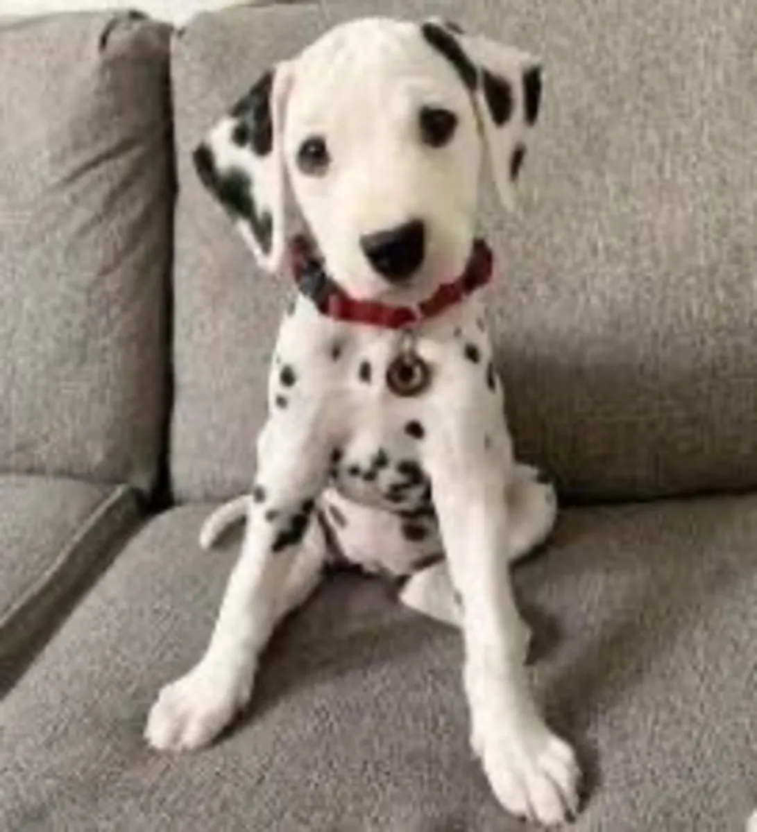 4 adorables chiots dalmatiens