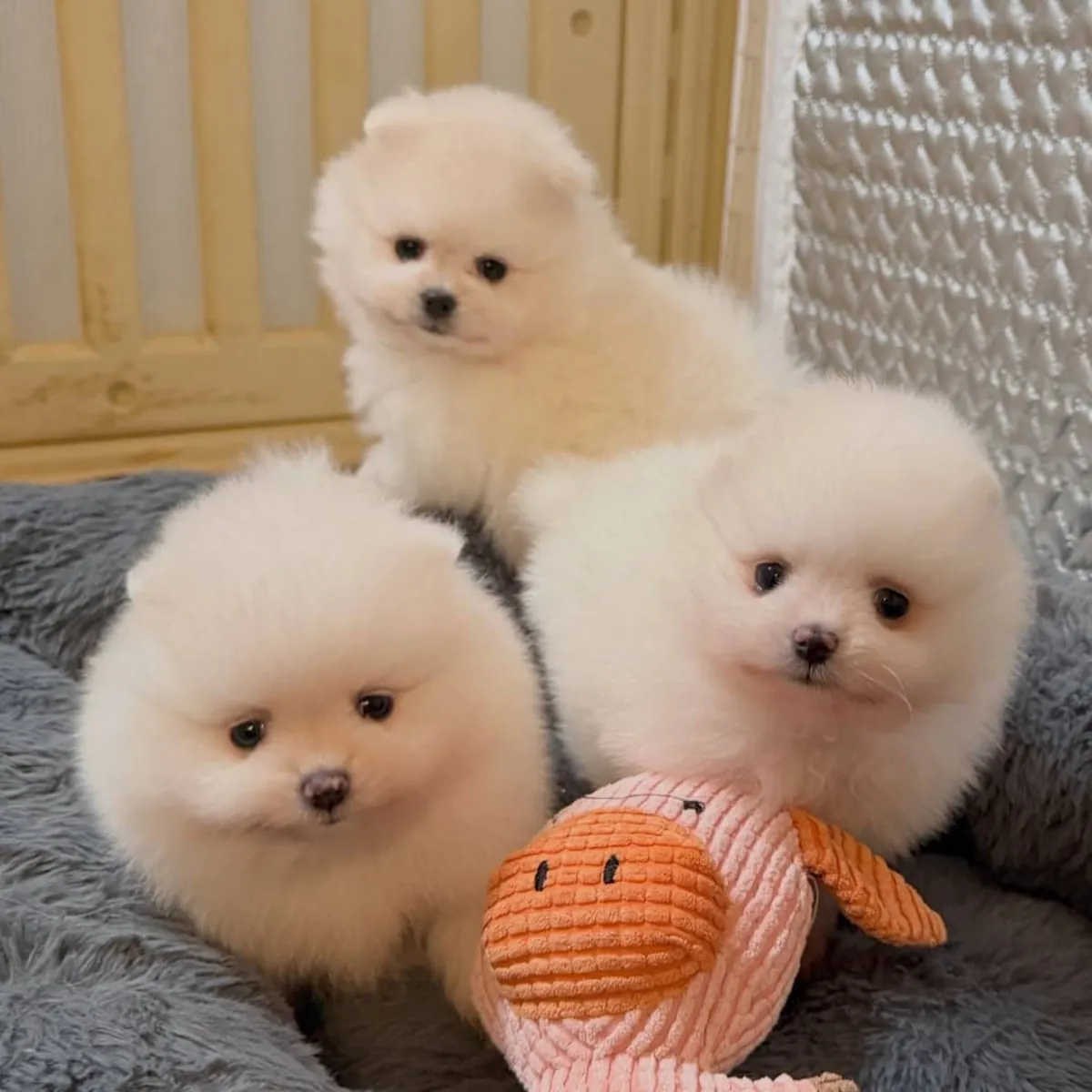 博美犬幼犬
