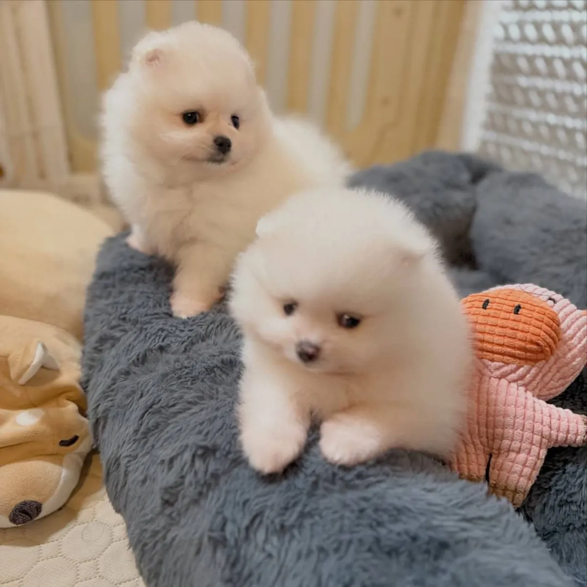 博美犬幼犬