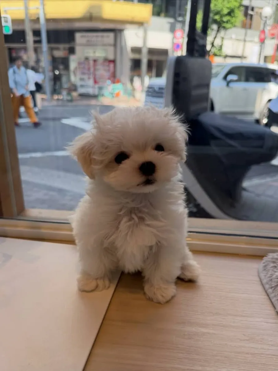 可爱的马尔济斯犬幼犬可供出售