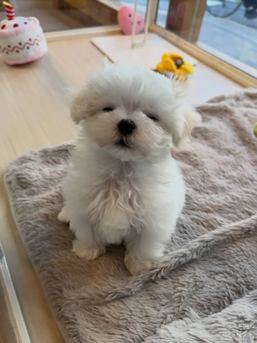 可爱的马尔济斯犬幼犬可供出售