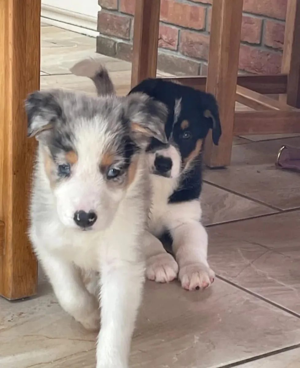 Chiots mâles et femelles Australian Shepherd à donner. Envoyez un message sur WhatsApp ..+34 631 98 70 80