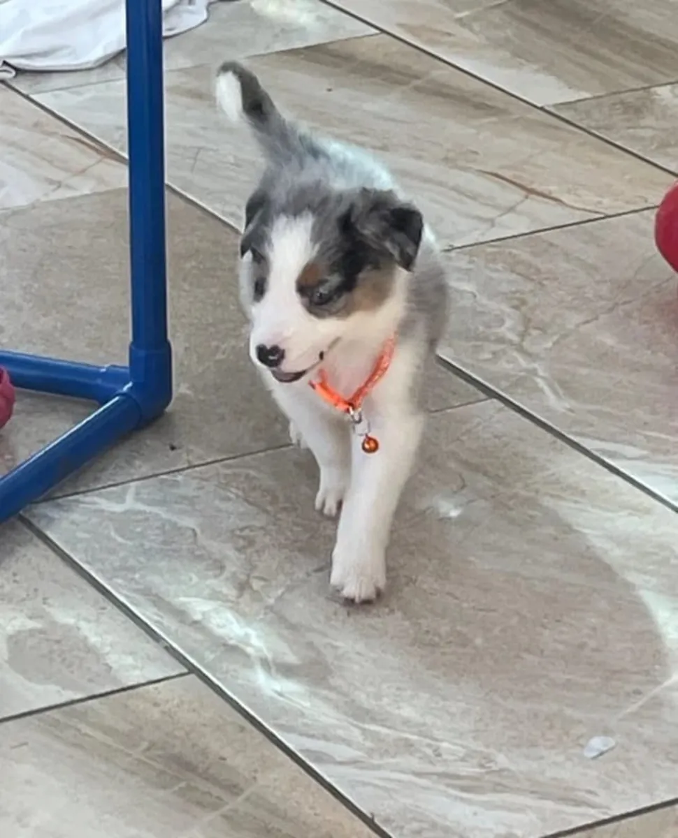 Chiots mâles et femelles Australian Shepherd à donner. Envoyez un message sur WhatsApp ..+34 631 98 70 80