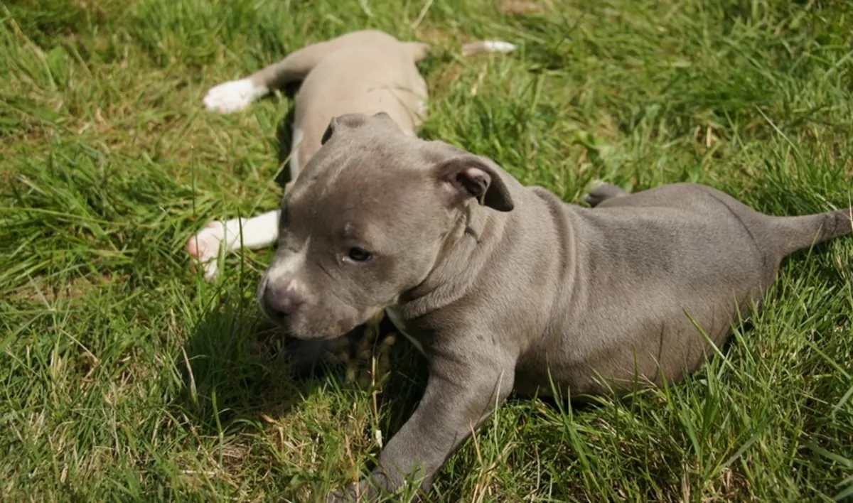 Chiots Bulldog Français Bleus à Re-Homing..Envoyez un message sur WhatsApp ..Contact... +34 631 98 70 80