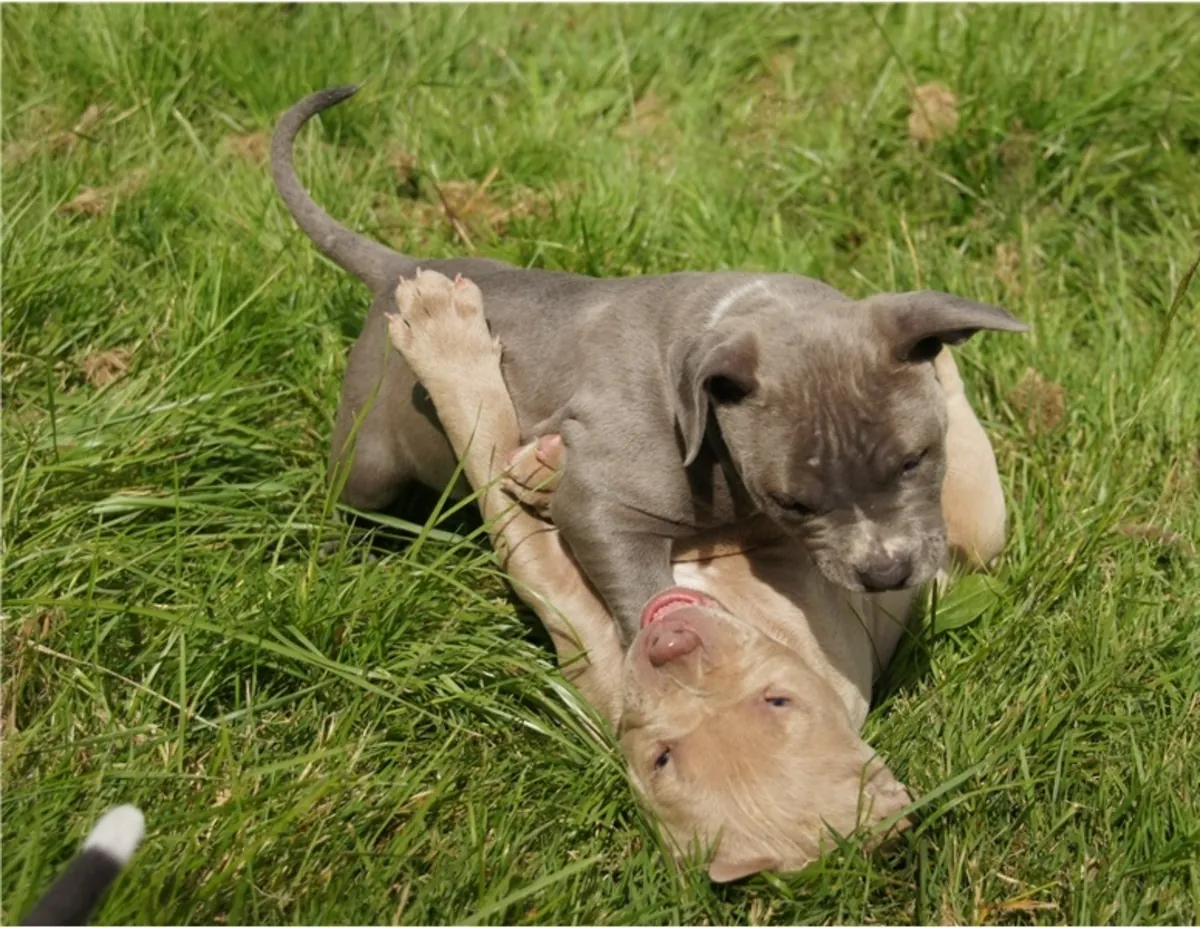 Chiots Bulldog Français Bleus à Re-Homing..Envoyez un message sur WhatsApp ..Contact... +34 631 98 70 80