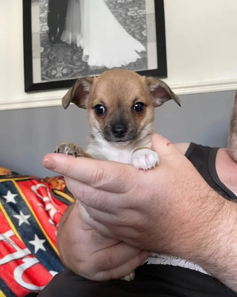 Cachorros de Chihuahua Machos y Hembras. Envíe un mensaje por WhatsApp ..Contacto... +34 631 98 70 80