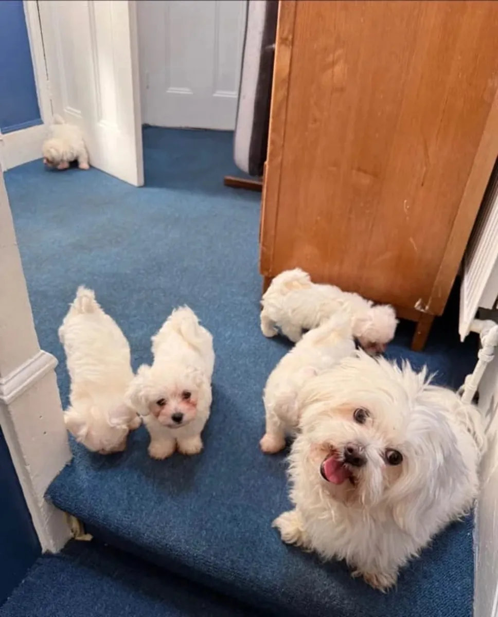 Chiots Bichon Frise Mignons .. Envoyez un message sur WhatsApp ..Contact... +34 631 98 70 80