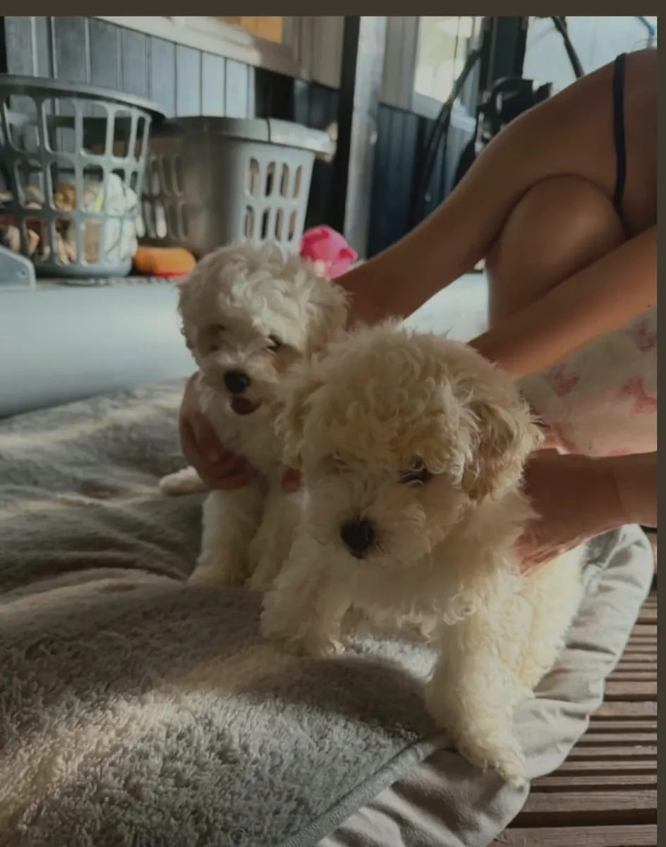 Chiots Bichon Frise Mignons .. Envoyez un message sur WhatsApp ..Contact... +34 631 98 70 80