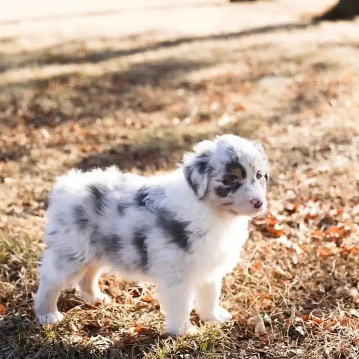 F1 澳大利亚牧羊犬小狗