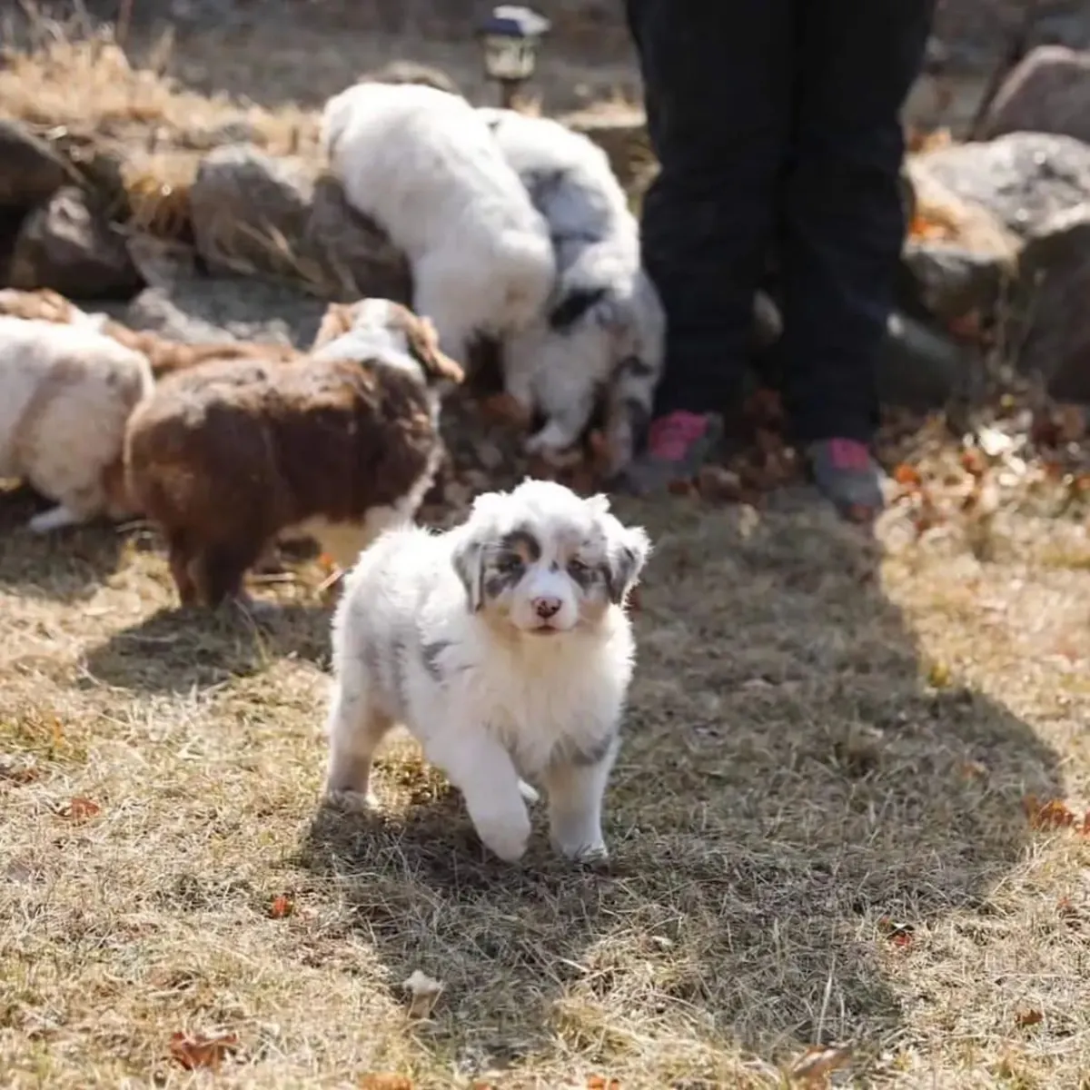 F9 澳大利亚牧羊犬小狗