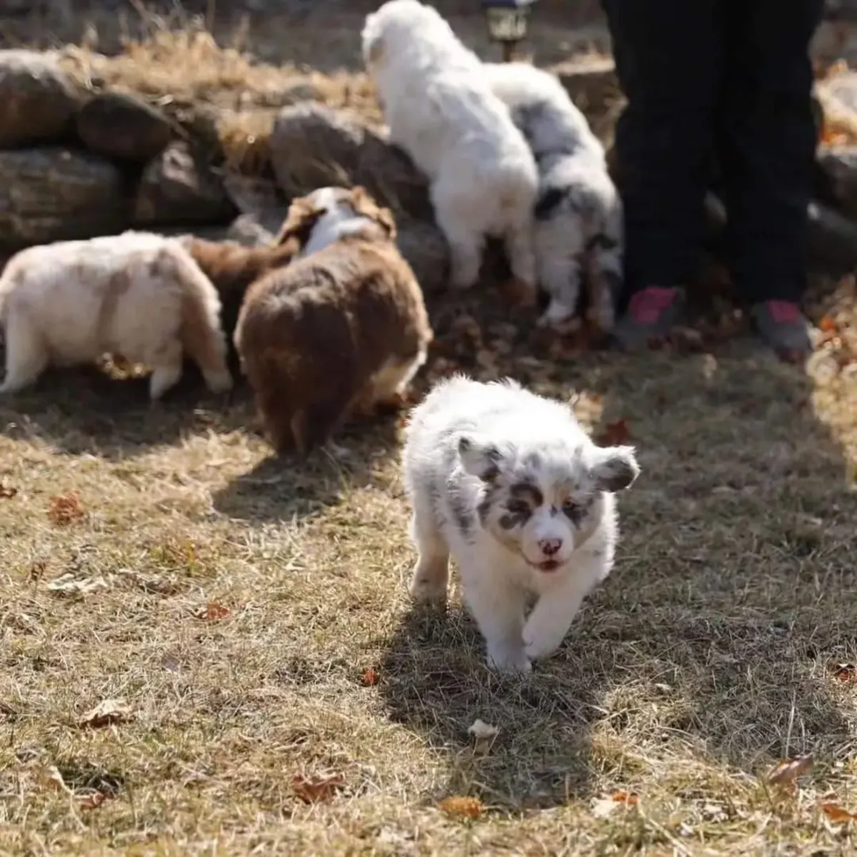 F9 澳大利亚牧羊犬小狗