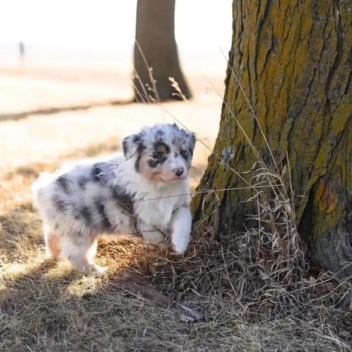 F9 澳大利亚牧羊犬小狗