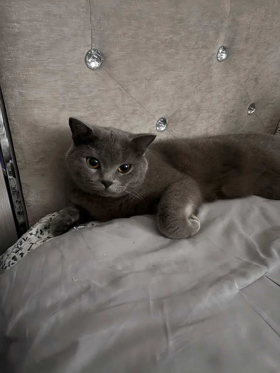 Ev ortamında büyümüş sakin British Shorthair dişi kedi