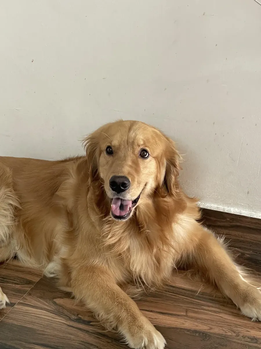 Acil sahiplendirme Golden retriever erkek