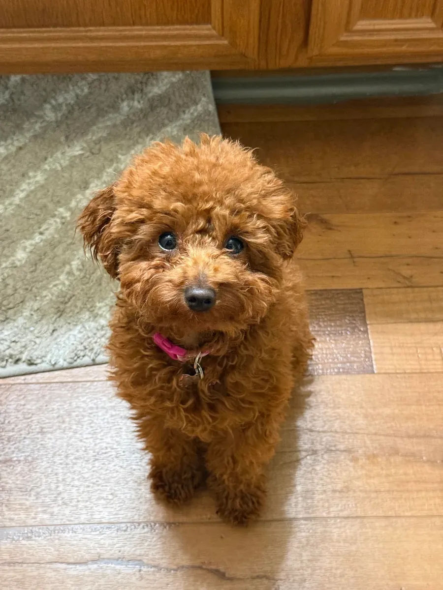 Kahverengi poodle kızımız için güvenilir bir aile arıyoruz