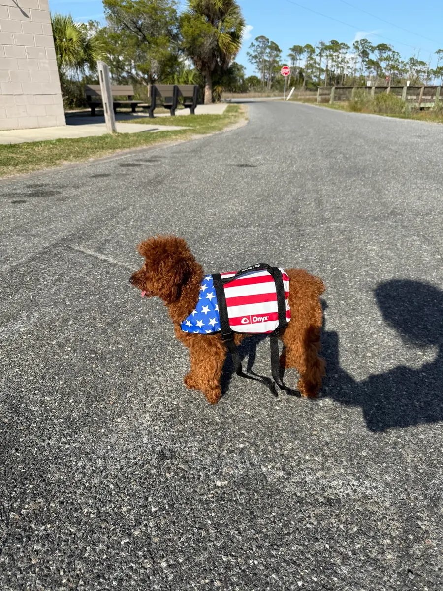 Kahverengi poodle kızımız için güvenilir bir aile arıyoruz