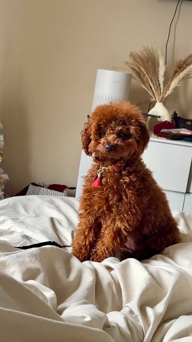 Kahverengi poodle kızımız için güvenilir bir aile arıyoruz