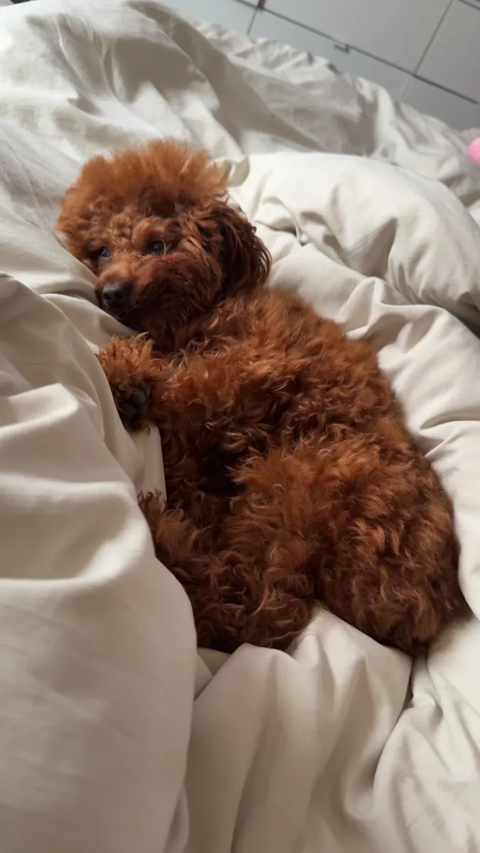 Kahverengi poodle kızımız için güvenilir bir aile arıyoruz