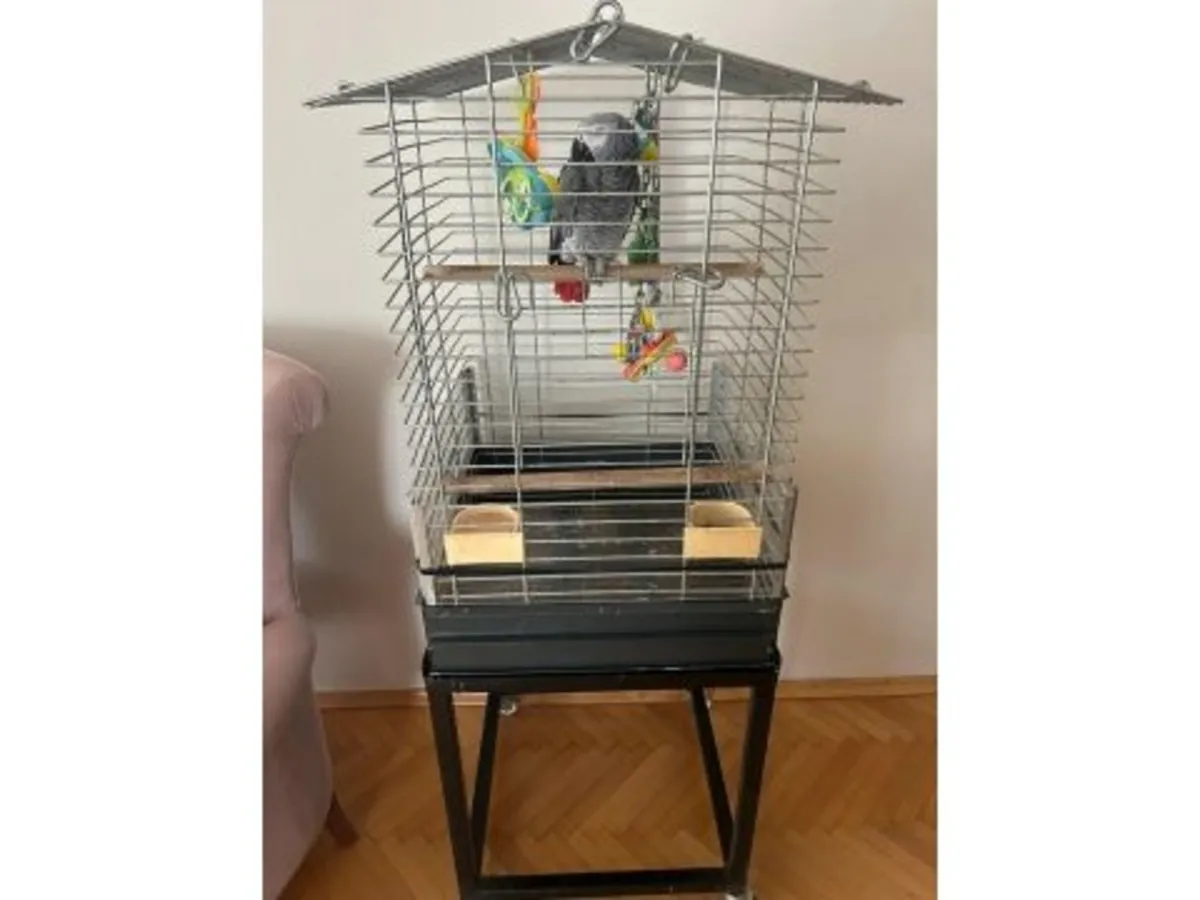 4 yaşında konuşkan jako papağanı sahiplendirme