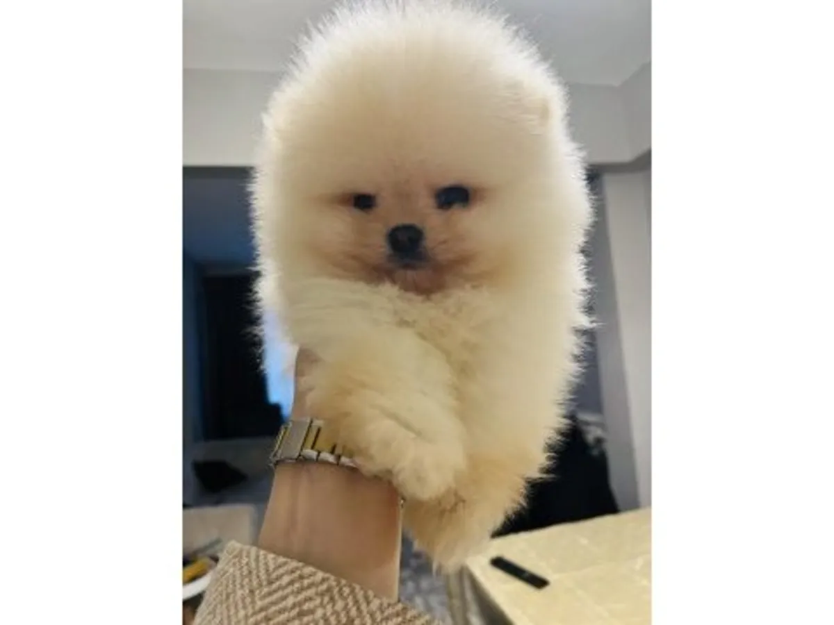 Saf beyaz Pomeranian yavru erkek