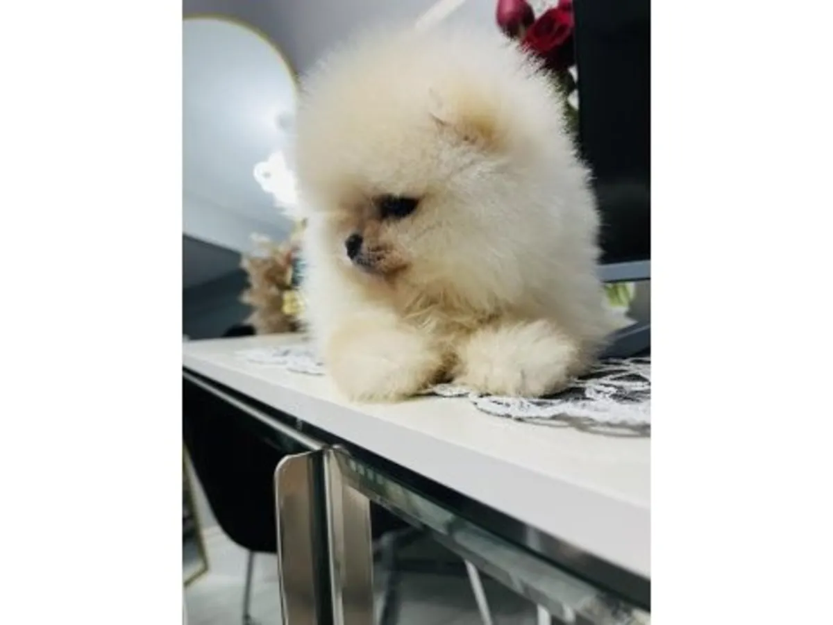 Saf beyaz Pomeranian yavru erkek