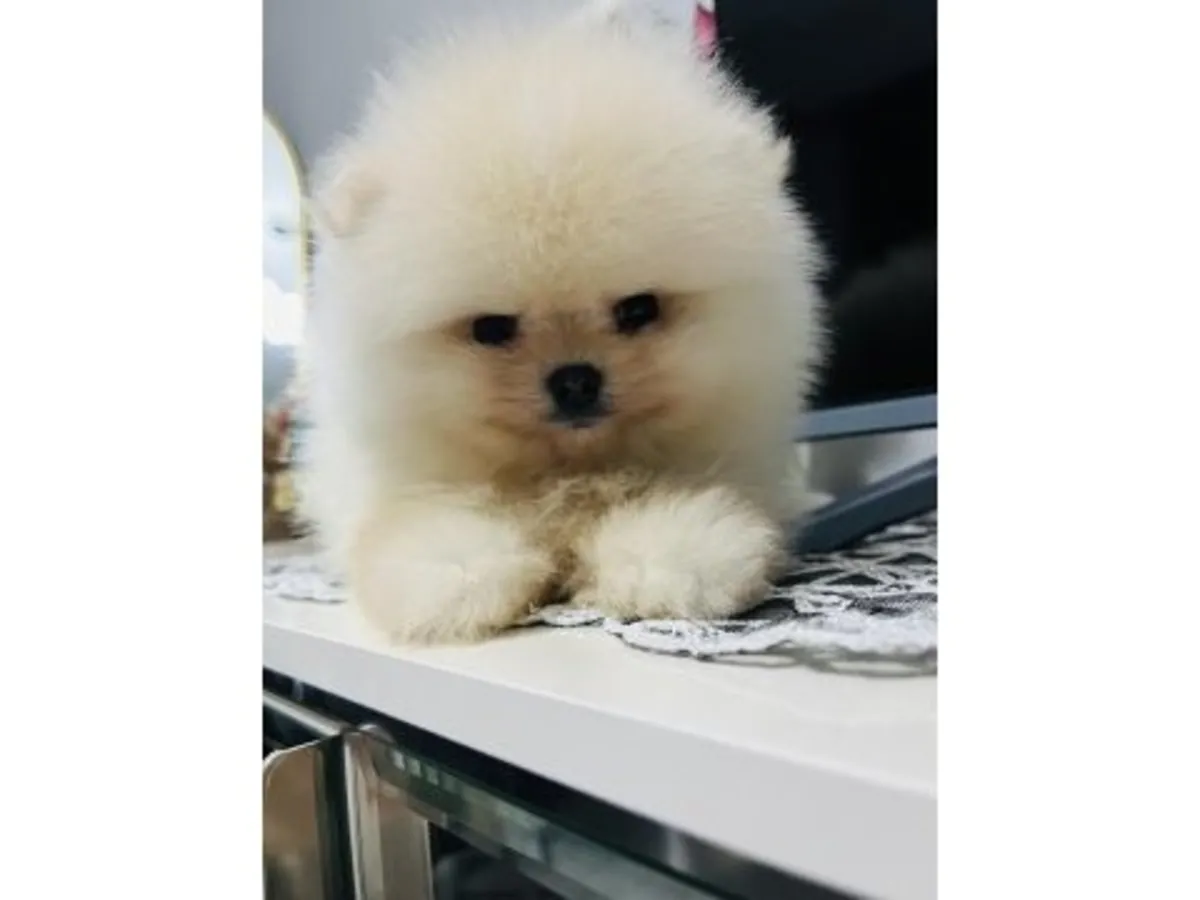 Saf beyaz Pomeranian yavru erkek