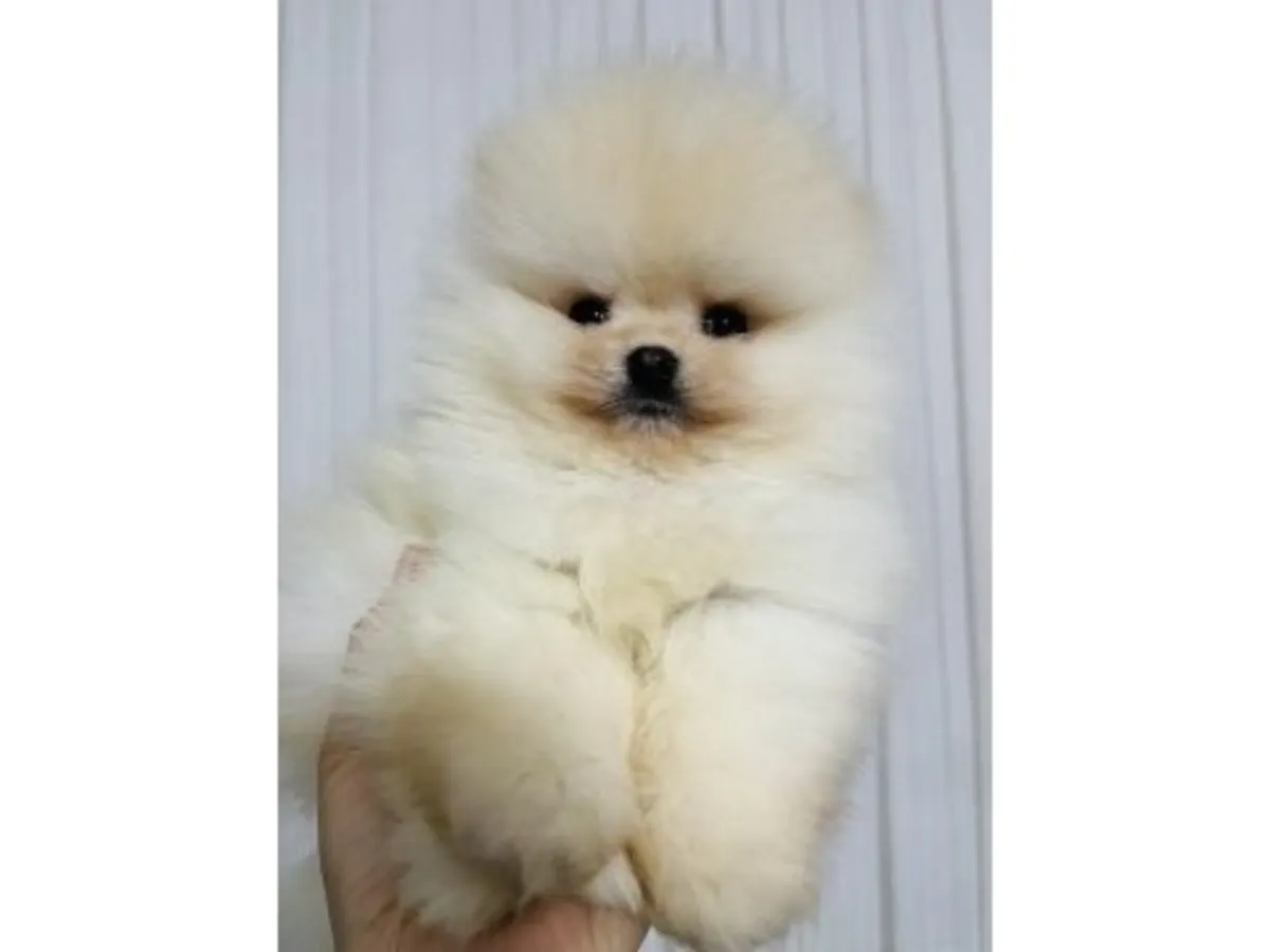 Saf beyaz Pomeranian yavru erkek