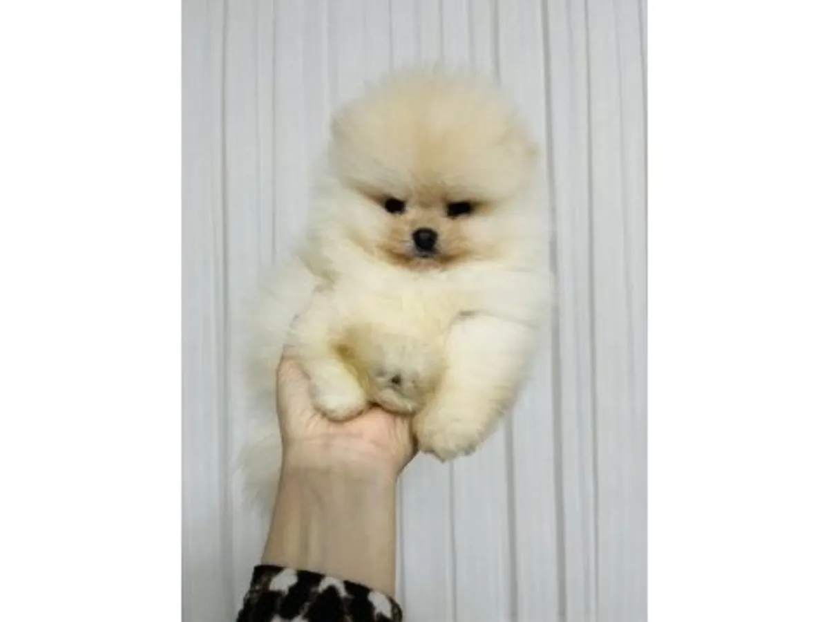 Saf beyaz Pomeranian yavru erkek