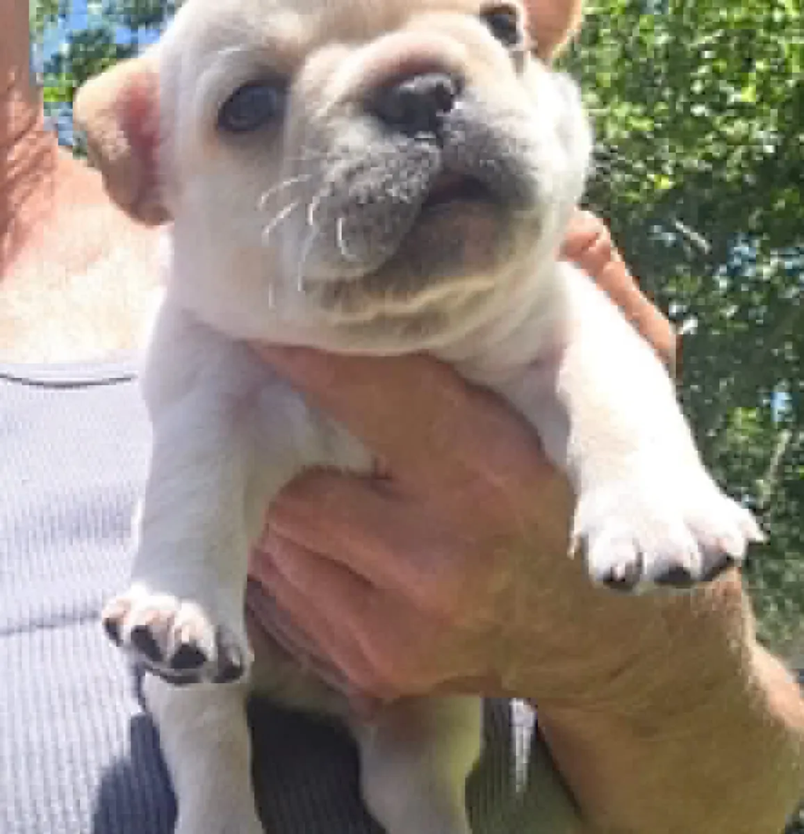 Chiots bulldog français F1