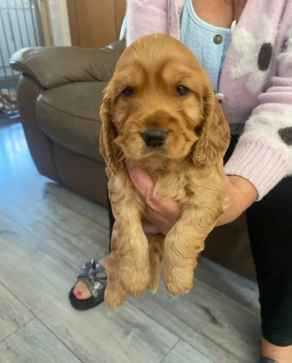 Sevimli Dişi ve Erkek Cocker Spaniel Yavruları..WhatsApp'tan mesaj atın ..İletişim... +34 631 98 70 80