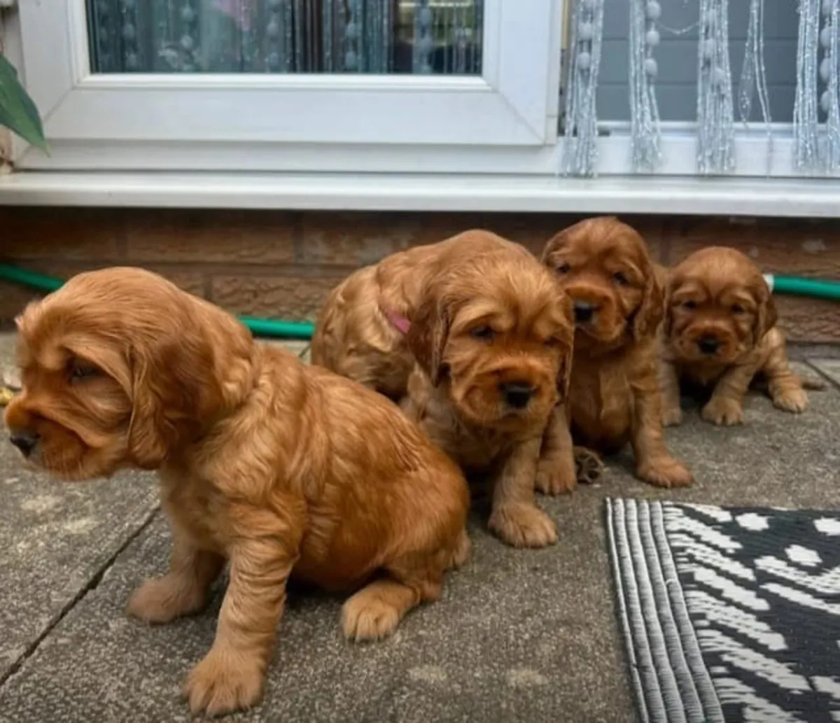 Sevimli Dişi ve Erkek Cocker Spaniel Yavruları..WhatsApp'tan mesaj atın ..İletişim... +34 631 98 70 80