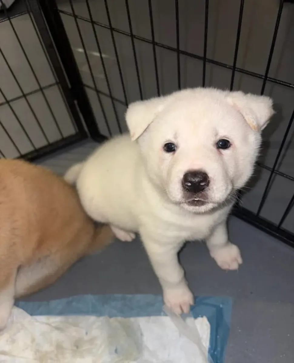 Chiots Akita Mâles et Femelles à Ré-Héberger.. Envoyez un message sur WhatsApp ..Contact... +34 631 98 70 80