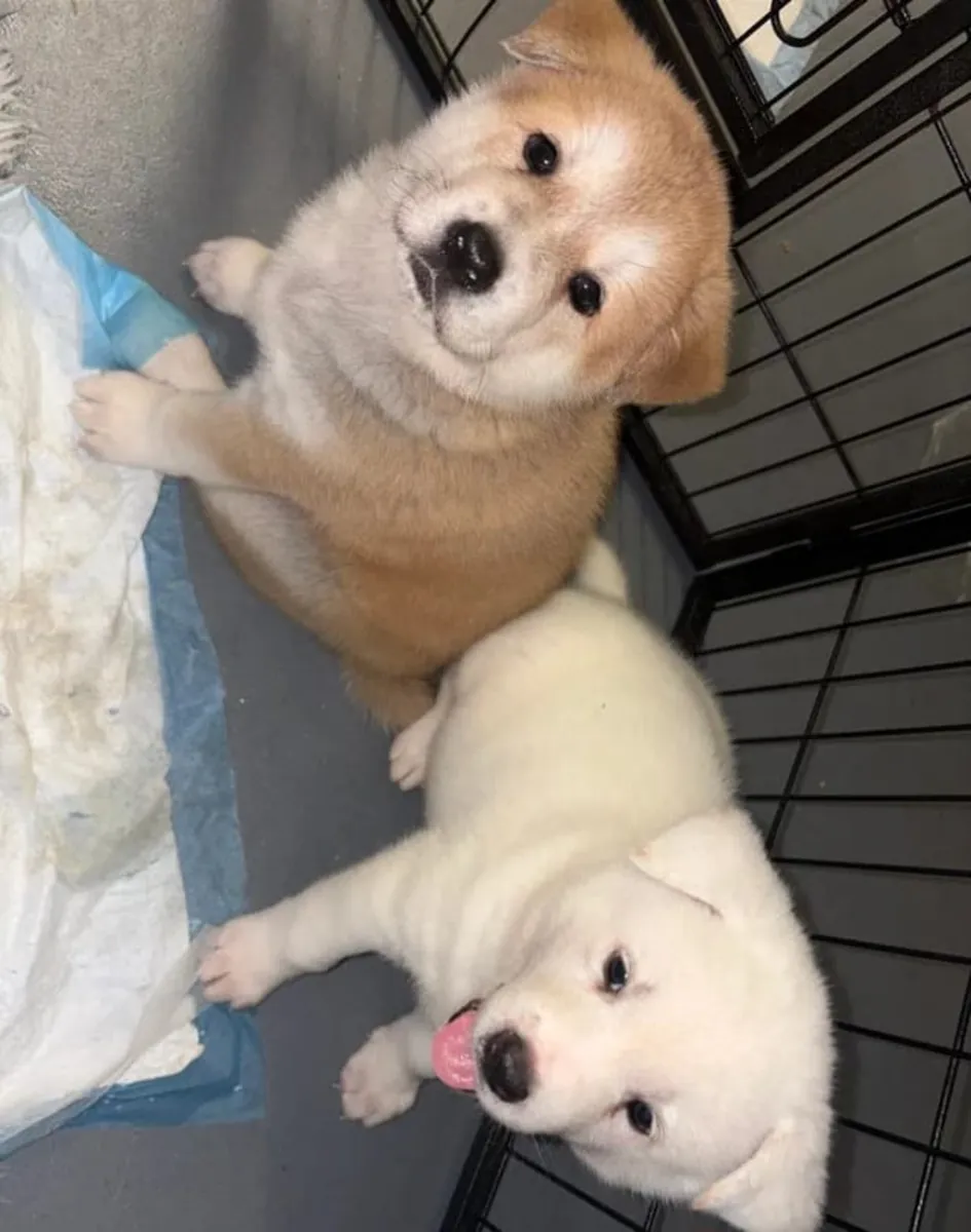 Chiots Akita Mâles et Femelles à Ré-Héberger.. Envoyez un message sur WhatsApp ..Contact... +34 631 98 70 80