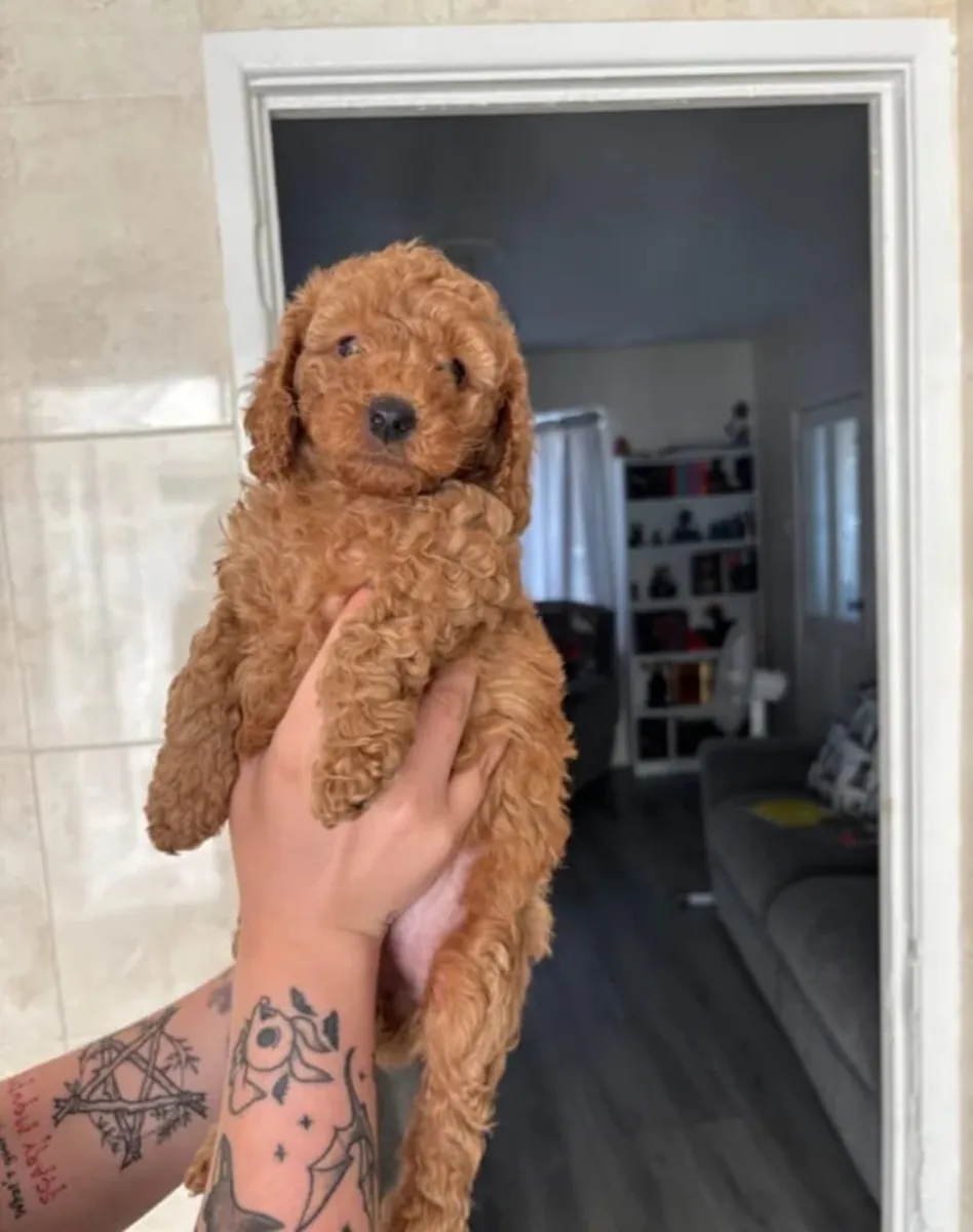 Increíbles cachorros de Poodle machos y hembras Envía un mensaje por WhatsApp ..Contacto... +34 631 98 70 80