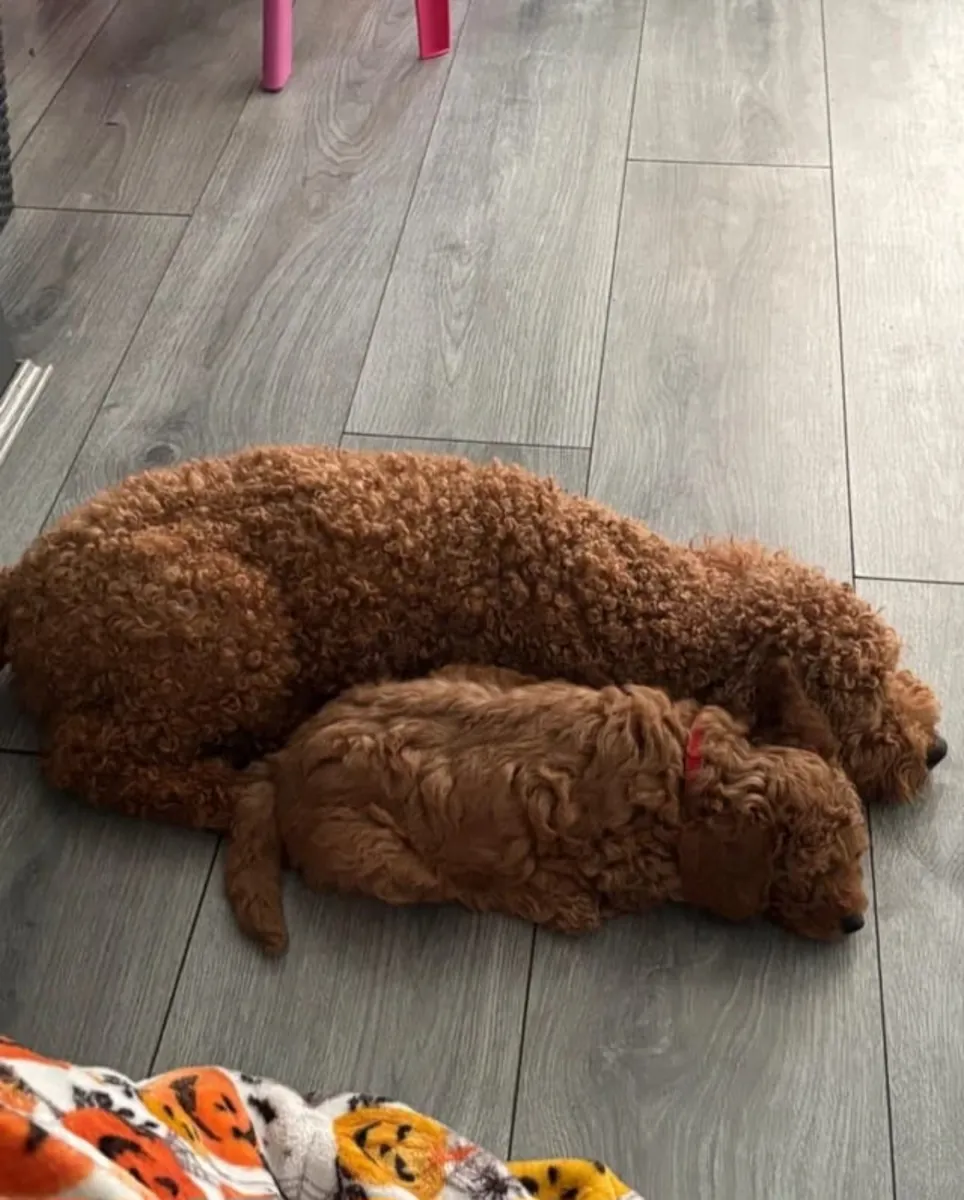 Increíbles cachorros de Poodle machos y hembras Envía un mensaje por WhatsApp ..Contacto... +34 631 98 70 80