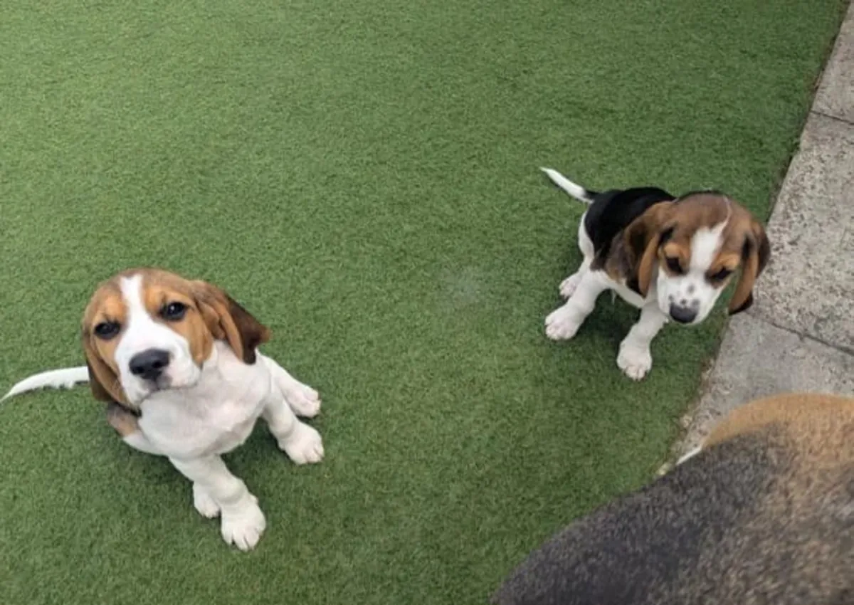 Jolis chiots Beagle à donner ..Envoyez un message sur WhatsApp ..Contact... +34 631 98 70 80