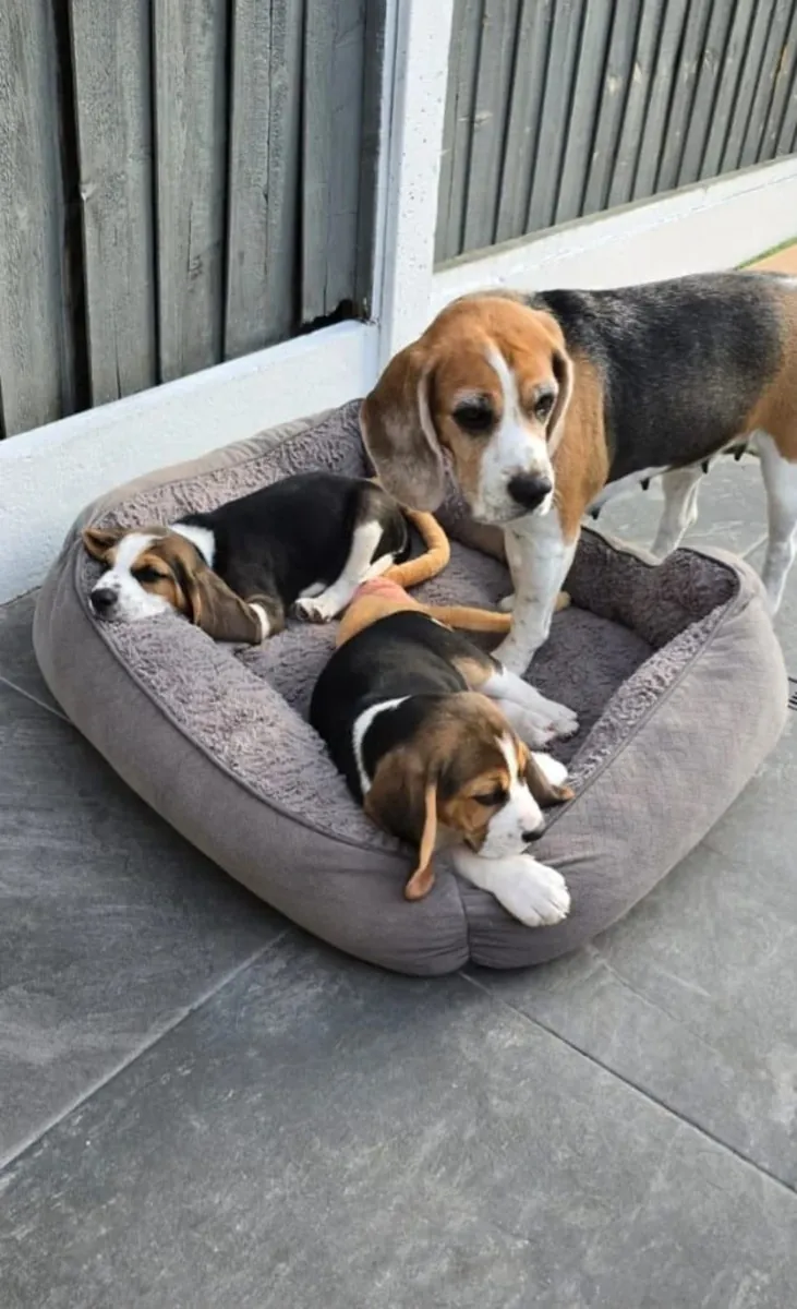 Jolis chiots Beagle à donner ..Envoyez un message sur WhatsApp ..Contact... +34 631 98 70 80