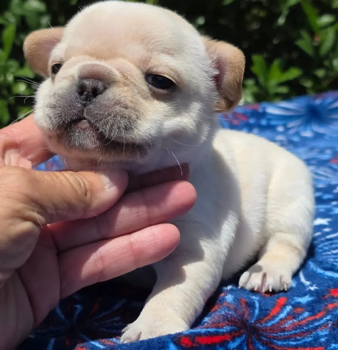 F8 法国斗牛犬幼犬