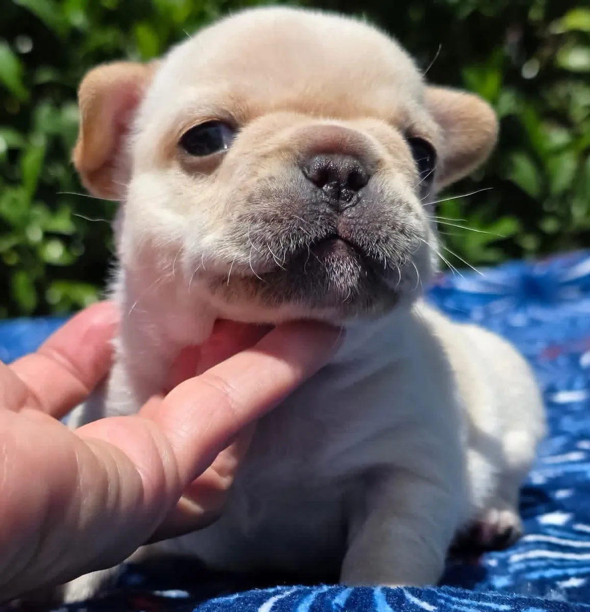 F8 法国斗牛犬幼犬
