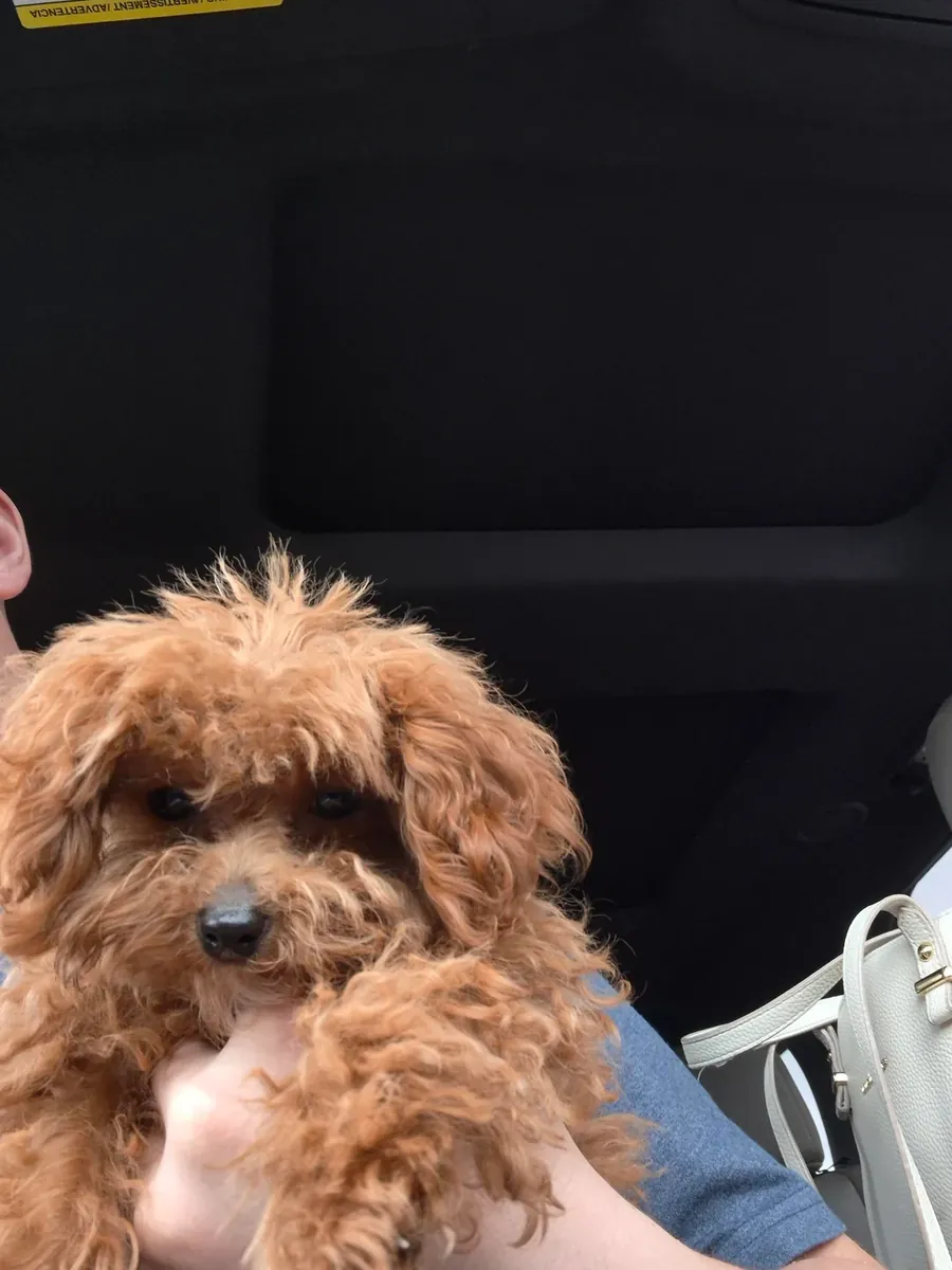 为我们的棕色贵宾犬幼犬寻找一个安全的家。