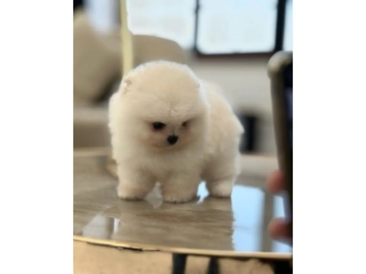 Saf beyaz Pomeranian yavru erkek satışta
