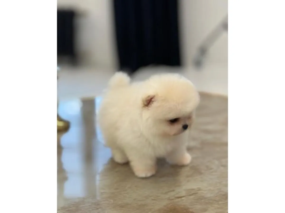 Saf beyaz Pomeranian yavru erkek satışta