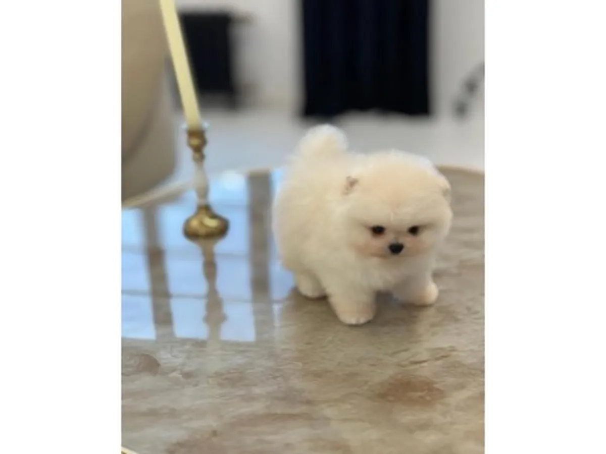Saf beyaz Pomeranian yavru erkek satışta