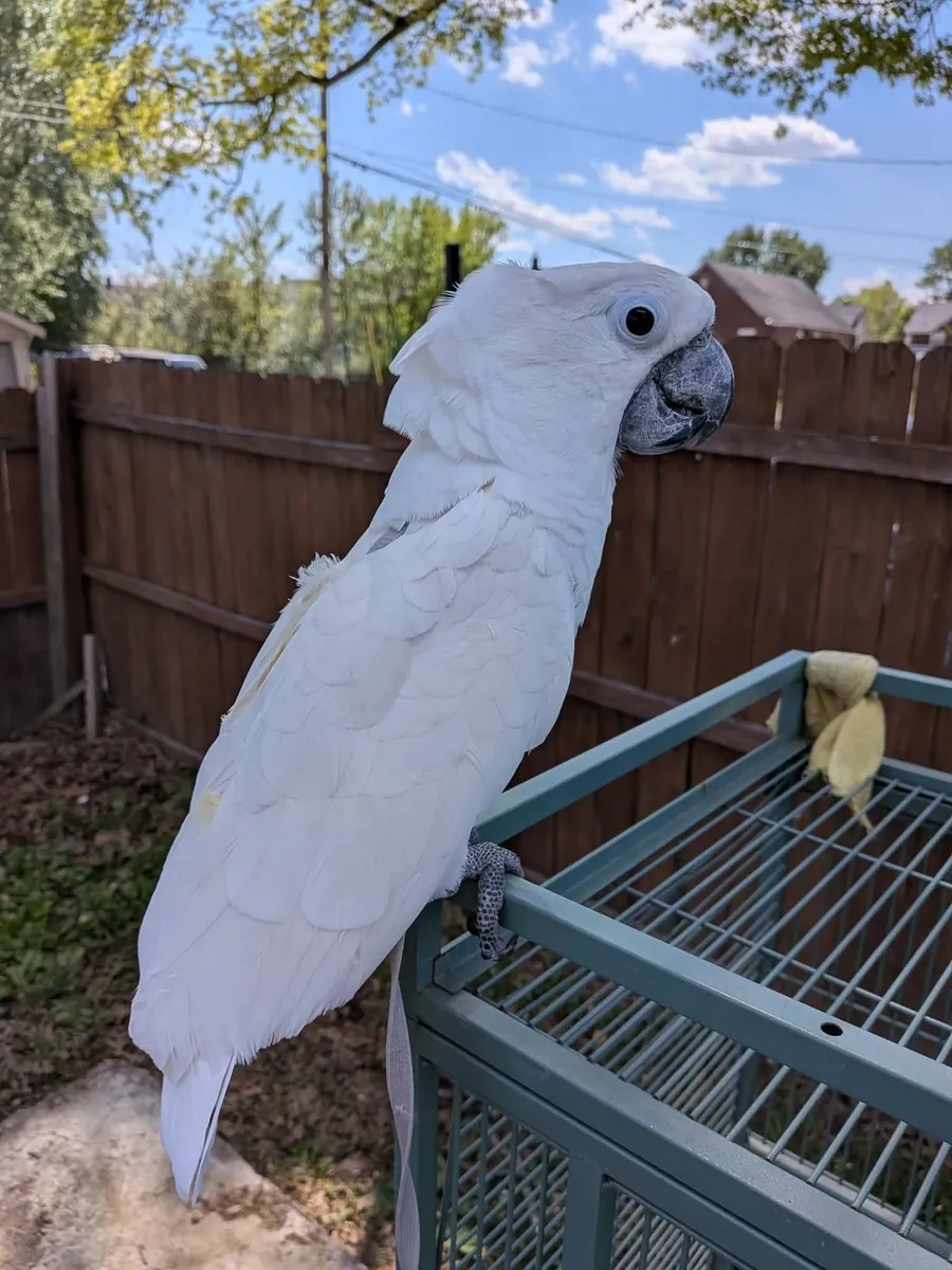 Cockatoos will be charming parrots for a home