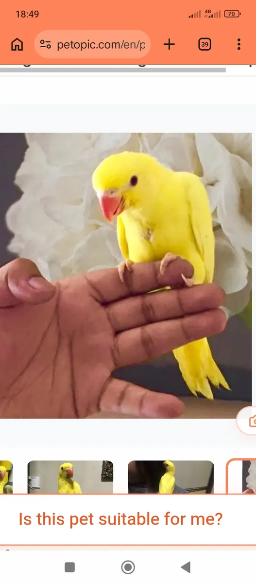 Cockatoos will be charming parrots for a home
