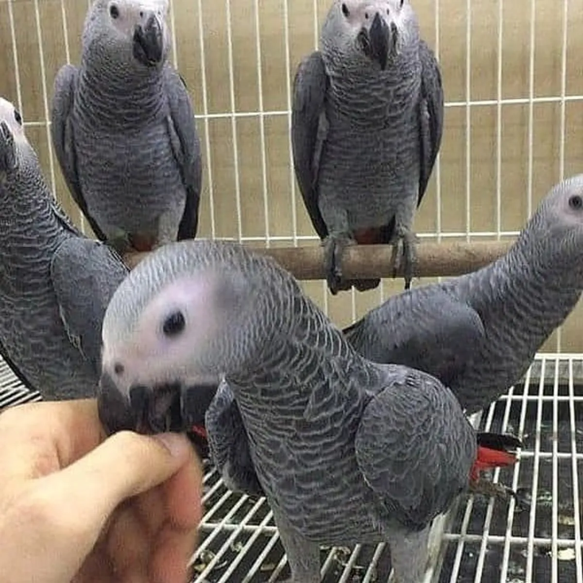 African grey parrots and macaws