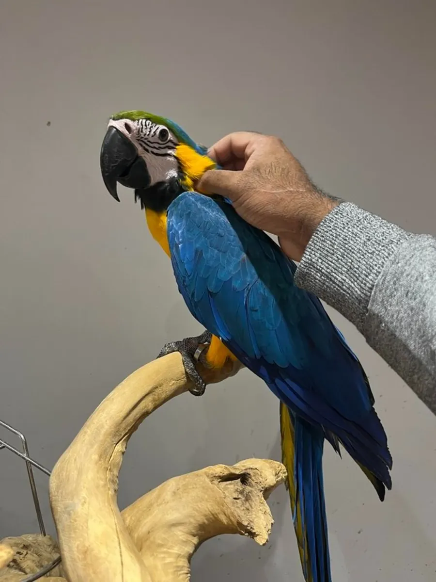 African grey parrots and macaws