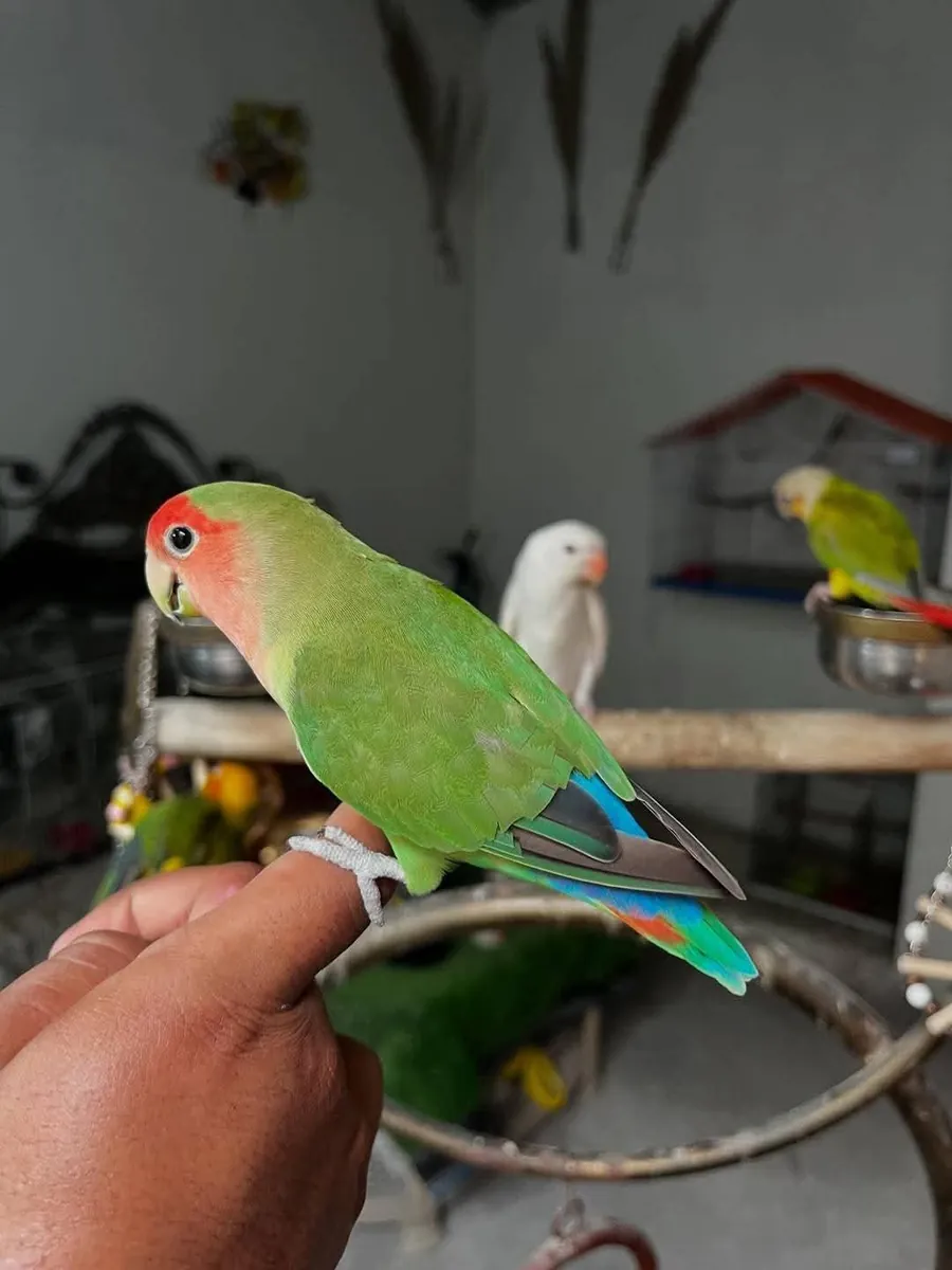 Loro amazónico