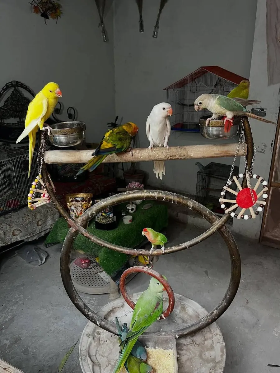 Loro amazónico
